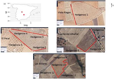 Assessing the limiting factors of natural regeneration in Mediterranean planted hedgerows